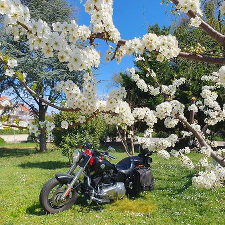 Oak Tree 114 Bnb Bed and Breakfast Castelfidardo Εξωτερικό φωτογραφία